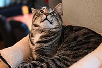 Grau gestreifte Katze auf Kratzbaum im Haus liegend