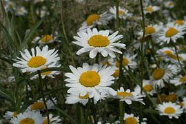 Blumen von Maaike Krimpenfort