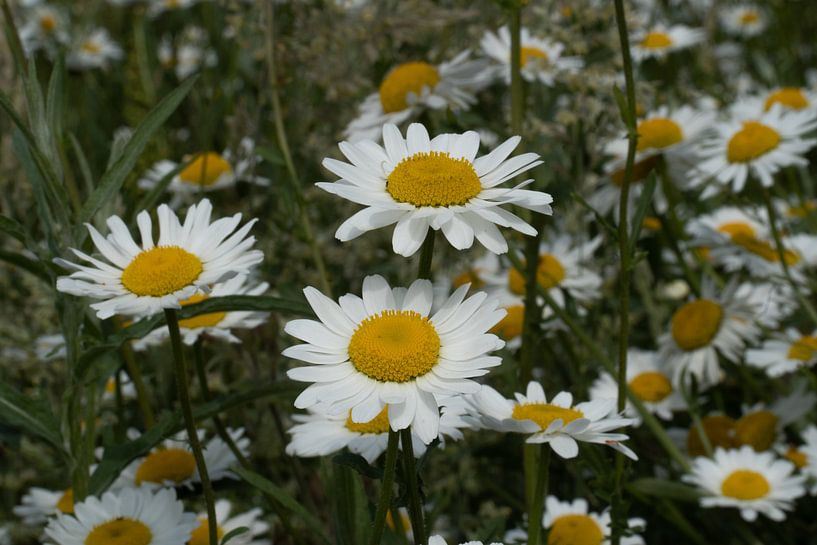 bloemen van Maaike Krimpenfort