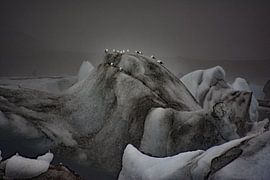 gulls on ice by Pictures by GJ