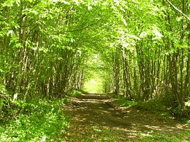 Forest path by Ramon Labusch