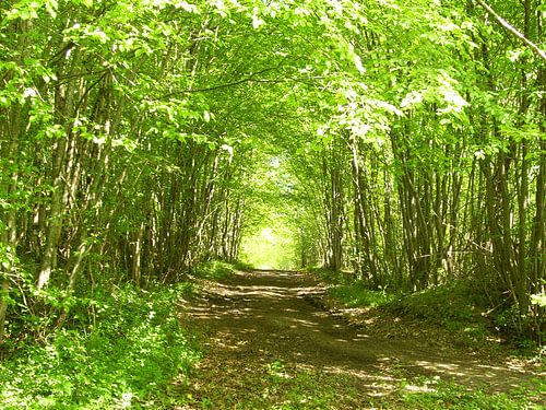 Forest path