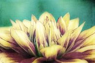 Flower Dream von AD DESIGN Photo & PhotoArt Miniaturansicht