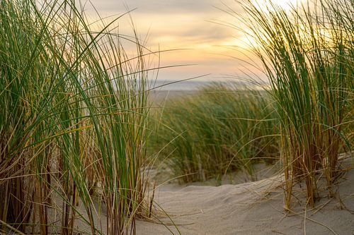 Zonsopgang in de duinen van Texel in de Waddenzee
