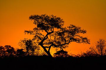 Sunset in de okavanga delta van Jurgen Hermse