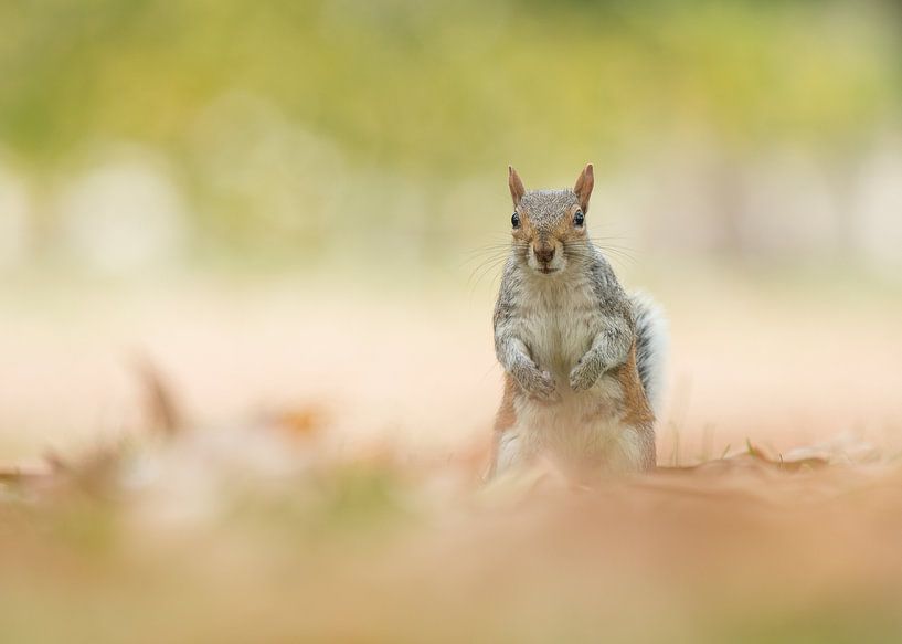 Grey squirrel by Elles Rijsdijk