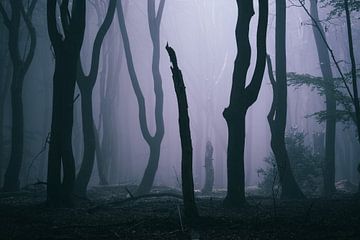 Voodoo woods by Tvurk Photography