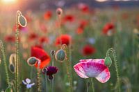 Poppies field during sunset