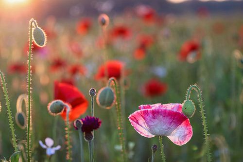 Mohnfeld bei Sonnenuntergang