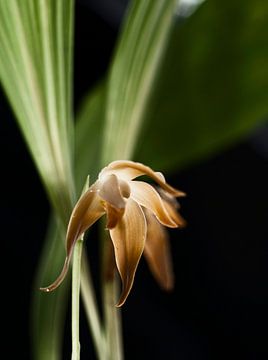 Enlightened Orchid by Isabel Alba Gonzalez