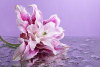 Die gefallene Blume