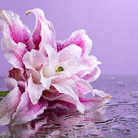 Die gefallene Blume von Marjolijn van den Berg