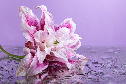 Het gevallen bloempje