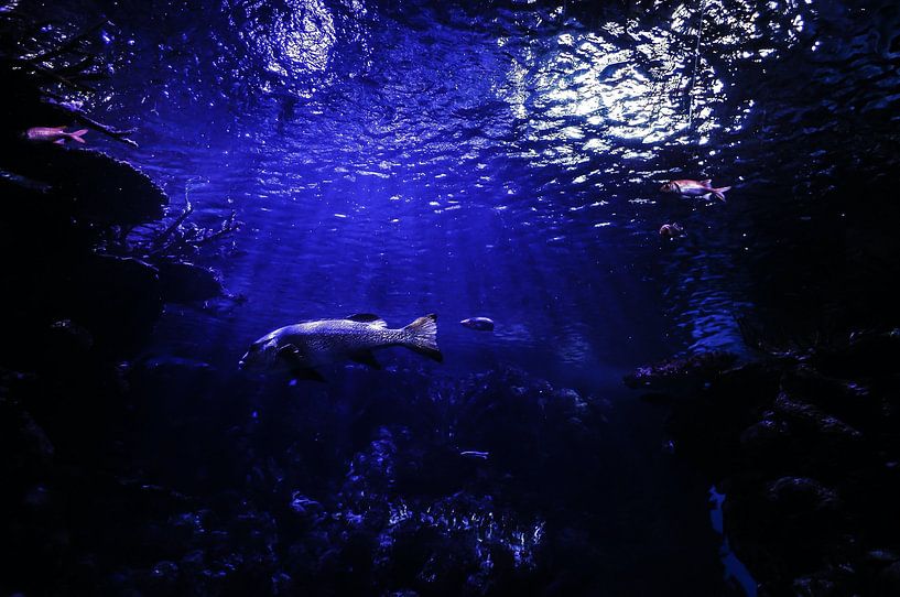 Sous la mer par Hello Pompoyo