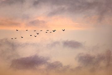 Vlucht vogels van Andy Luberti