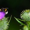 Hummel auf einer Distel von Pictures by GJ