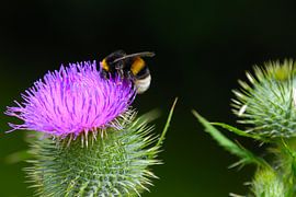 Hummel auf einer Distel