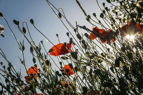 Mohnblumen mit Hintergrundbeleuchtung