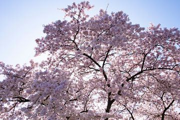 Cherry Blossoms by Brian Morgan