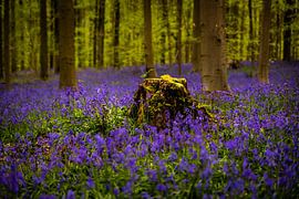 The magical and fairy-like spring of the Hallerbos