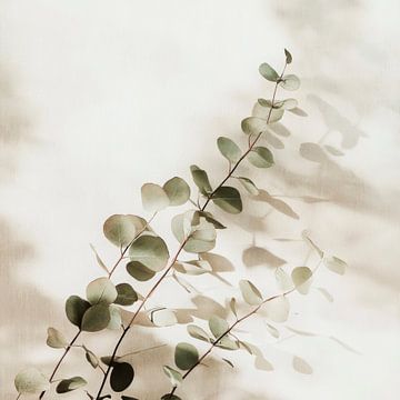 Eucalyptus schaduw van Poster Art Shop