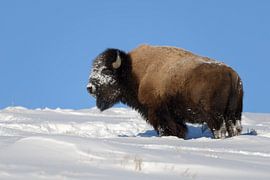 Amerikanischer Bison * Bison bison * im Schnee sur wunderbare Erde