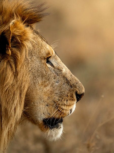 Close-up of a Lion by Maaike van Schie