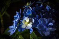 Blauwe viooltjes van Rene de Werker thumbnail