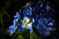 Blauwe viooltjes