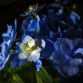 Blauwe viooltjes van Rene de Werker