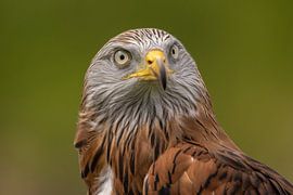Milou royal, Milvus milvus. Oiseaux de proie