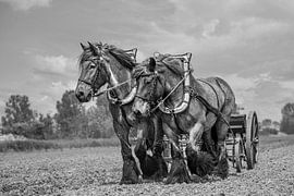 Zeeland draft horses by Lisette van Peenen