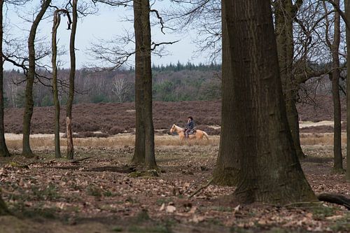 Paardrijden op de heide