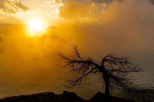 Baum bei Sonnenaufgang