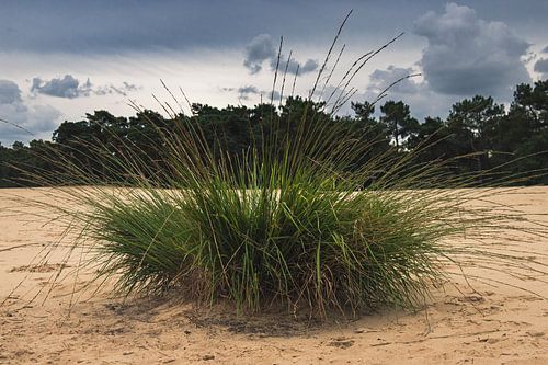 Salaire et dunes de sable