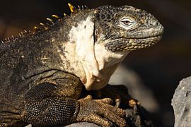 Galápagoslandleguaan by Frank Heinen