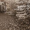 Waldweg in Sepia von Jose Lok