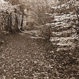 Bospad in sepia van Jose Lok