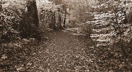 Forest path in sepia