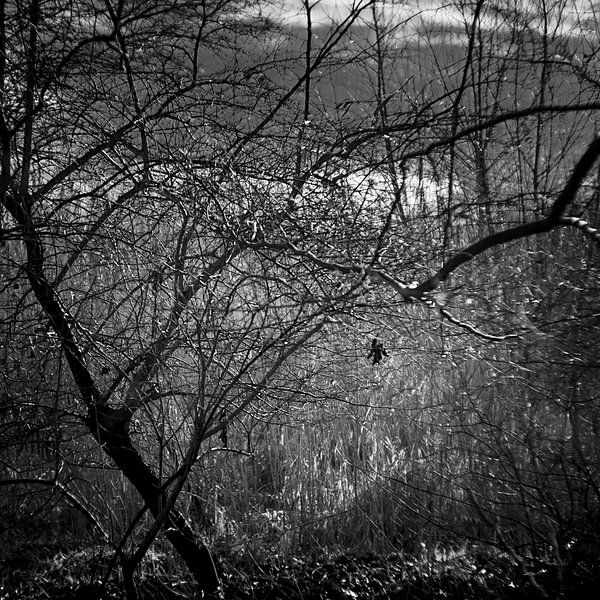 Le mystère de la forêt en hiver par Rene  den Engelsman
