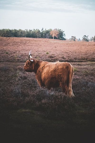 Schotse Hooglander van S van Wezep