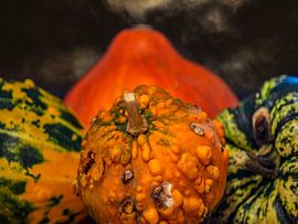 CONCEPT AUTOMNE : DES CITROUILLES EN OCTOBRE sur Photoart-Naegele