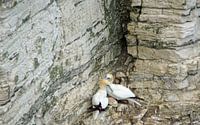 Vögel an den Bempton Cliffs von Babetts Bildergalerie Miniaturansicht