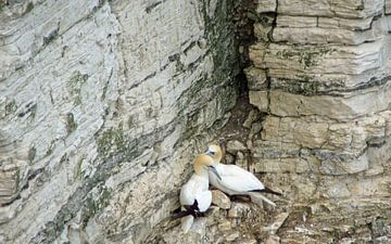 Vögel an den Bempton Cliffs