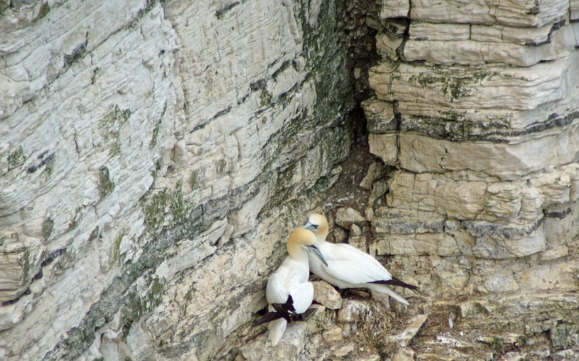 Vögel an den Bempton Cliffs von Babetts Bildergalerie