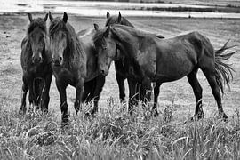 Friesian horses by Herman Troost fotowerk