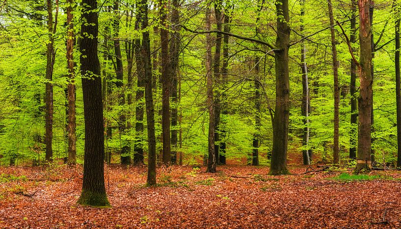 Lente bos par Fotografie Egmond