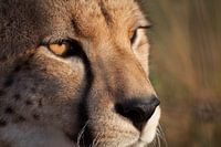 Cheetah