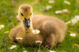 Küken und Gänseblümchen