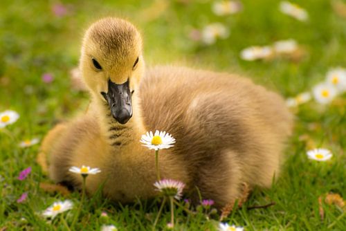 Kuikens en madeliefjes